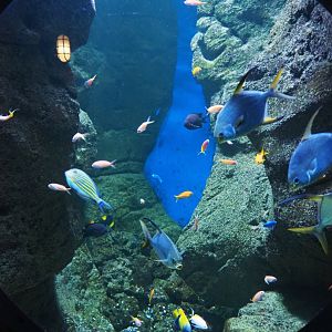 Snubnose pompano, Angelfish and Surgeonfish tank, 2020-09-03