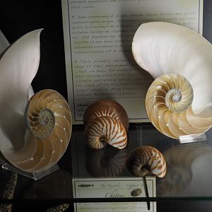 Chambered nautilus shell specimens, 2020-09-03
