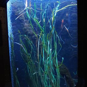 Pipefish and Seahorse cylinder tank, 2020-09-03