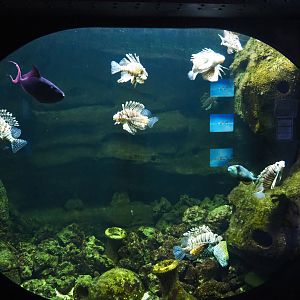 Red lionfish tank, 2020-09-03