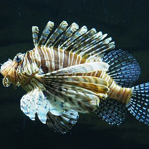 Red lionfish (Pterois volitans), 2020-09-03