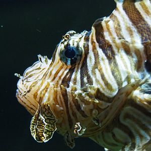 Red lionfish (Pterois volitans), 2020-09-03