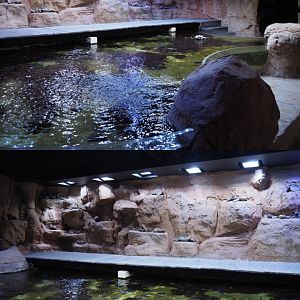 Indo-Pacifc reef tank, 2020-09-03