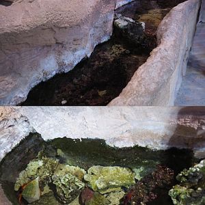 Cleaner shrimp and Hermit crab rock pool, 2020-09-03