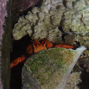 Unidentified species of Hermit crab, possibly White-spotted hermit crab (Dardanus megistos), 2020-09-03