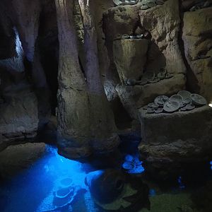 Port Jackson shark, Wobbegong and Bamboo shark tank in cave, 2020-09-03