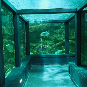 Shark, Loggerhead sea turtle and large fish tunnel tank 2020-09-03