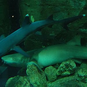 Whitetip reef shark (Triaenodon obesus) and Tawny nurse shark (Nebrius ferrugineus), 2020-09-03