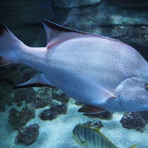 Emperor red snapper (Lutjanus sebae), 2020-09-03