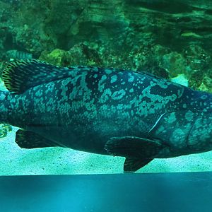 Giant grouper (Epinephelus lanceolatus), 2020-09-03