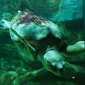 Loggerhead sea turtle (Caretta caretta), 2020-09-03