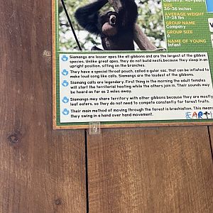 Siamang sign