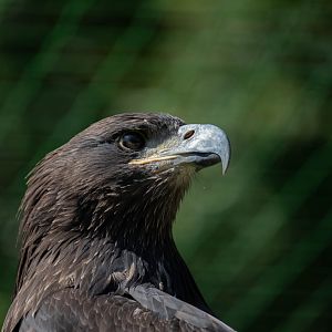 ID needed - Golden eagle maybe?