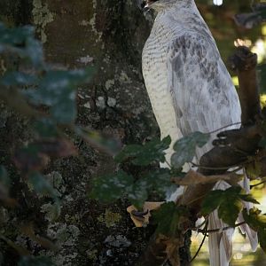 ID needed - Siberian goshawk?