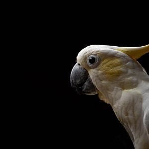Yellow-crested cockatoo