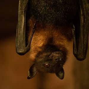 ID? Large flying fox?