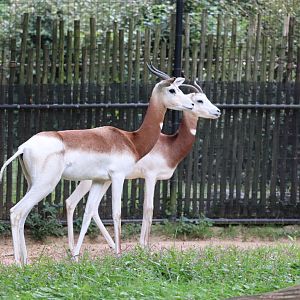 Cheetah Conservation Station - Dama Gazelle