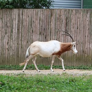 Cheetah Conservation Station - Scimitar-Horned Oryx