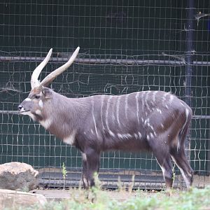 Cheetah Conservation Station - Sitatunga - Waylon