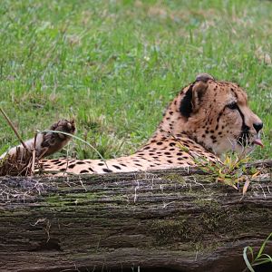 Cheetah Conservation Station - Cheetah - Justin