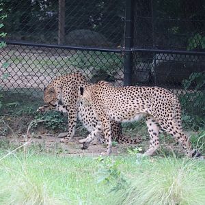 Cheetah Conservation Station - Cheetah - Donnie - Copley
