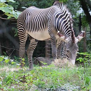 Cheetah Conservation Station - Grevy's Zebra - Moyo