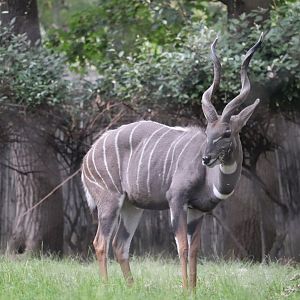 Cheetah Conservation Station - Lesser Kudu - Garrett - Kushukuru