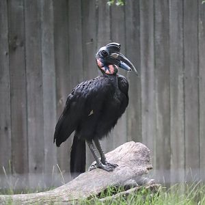 Cheetah Conservation Station - Abyssinian Ground Hornbill - Karl