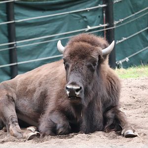 Smithsonian National Zoo - American Bison
