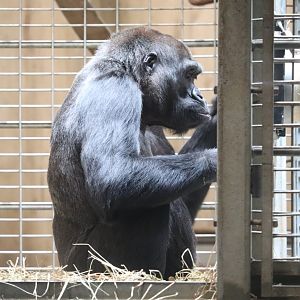 Great Ape House - Western Lowland Gorilla - Mandara