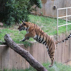 Great Cats - Amur Tiger