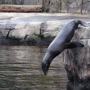 American Trail - California Sea Lion