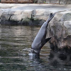 American Trail - California Sea Lion