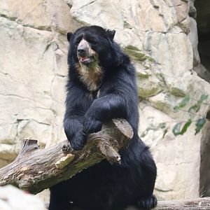 Smithsonian National Zoo - Andean Bear