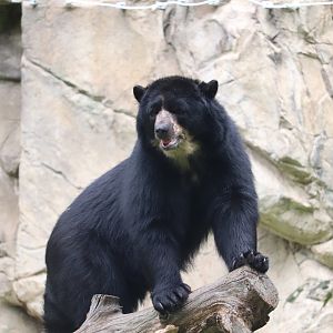 Smithsonian National Zoo - Andean Bear