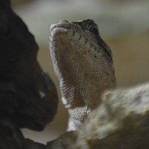 Unknown Lizard Species at DWA (Summer 2019)