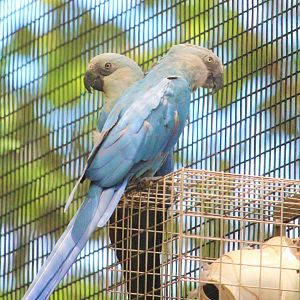 Little Blues (Cyanopsitta spixii)