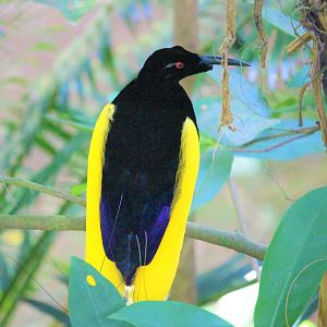 12-wired Bird-of-Paradise (Seleucidis melanoleucus)