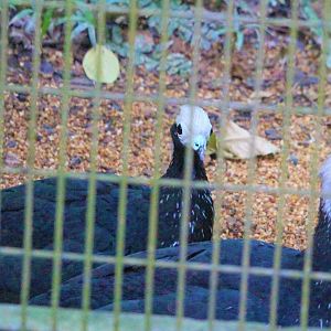 Blue-throated Piping Guans (Pipile cumanensis)
