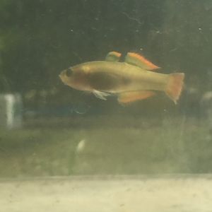 Fish ID