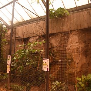 Green Broadbill aviary