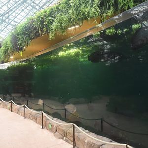 Manatee tank