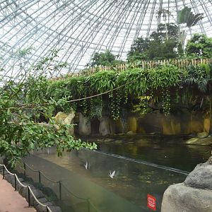 Pygmy Hippo enclosure