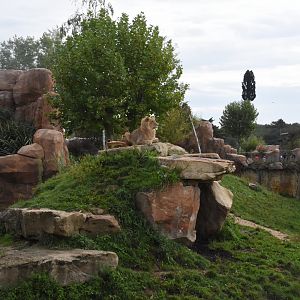 part of Lion enclosure