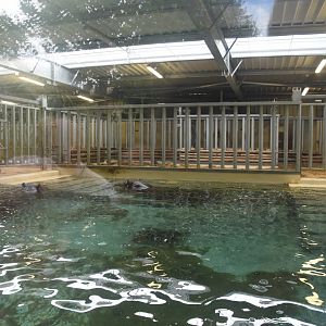 Nile Hippo indoor viewing