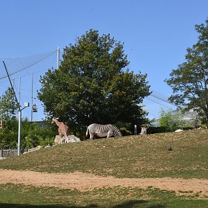 African savannah with Hippo aviary in background