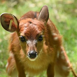 Sitatunga calf