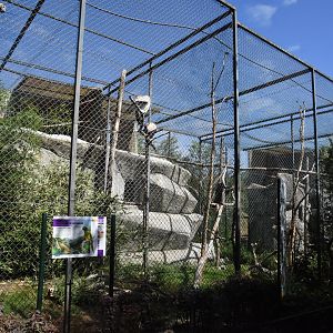 Raptor and large parrot aviaries