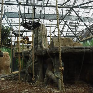 Orangutan indoor (1/2)