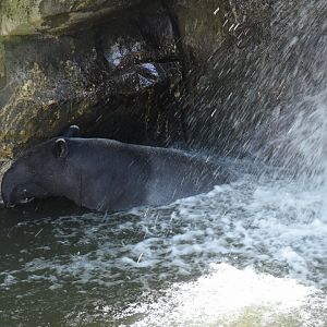 Bathing Malayan Tapir